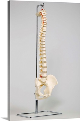 Chiropractic skeleton