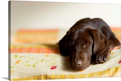 Chocolate Lab Puppy On Bed