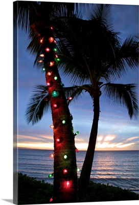 Christmas lights on palm tree
