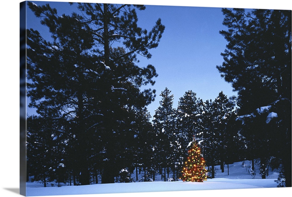 CHRISTMAS TREE IN PINE FOREST IN SNOW IN NORTH ARIZONA