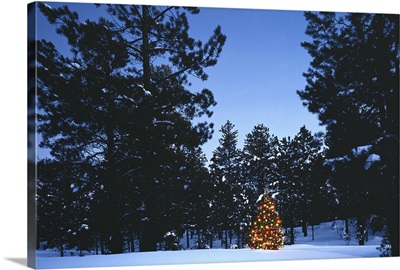 Christmas tree in pine forest