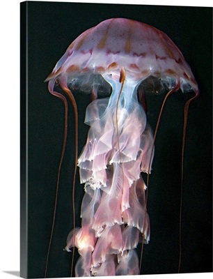 Chrysaora (Pelagia) colorata, Purple-striped Jellyfish