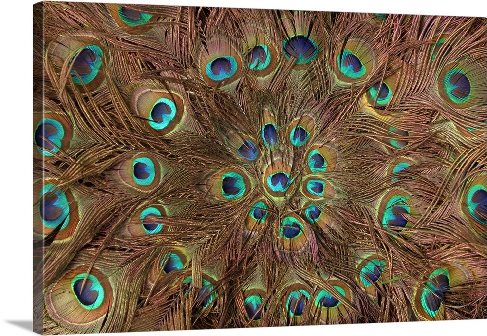 Circle made of Peacock feathers Wall Art, Canvas Prints, Framed Prints ...