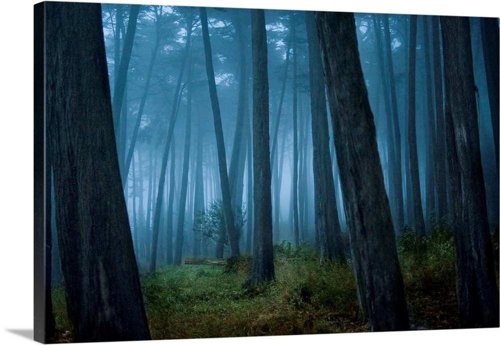 Fog surrounding Cypress trees in forest