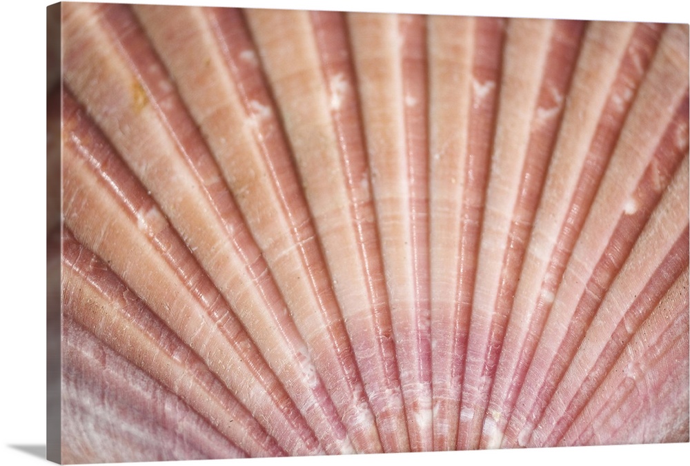 Close-up detail of a pink scallop shell.