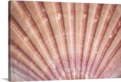 Close-up detail of a pink scallop shell