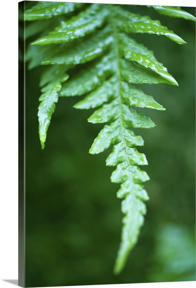 Close up fern in rainforest, Canada