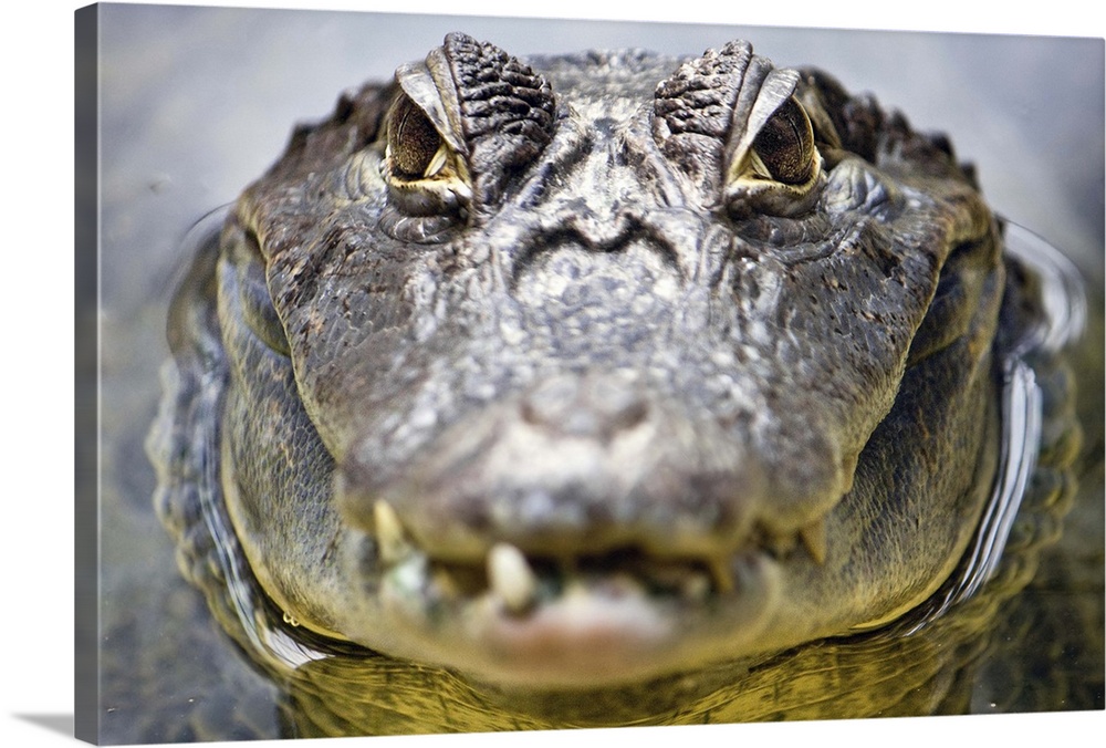 Close up head shot of crocodile with its eyes in focus.