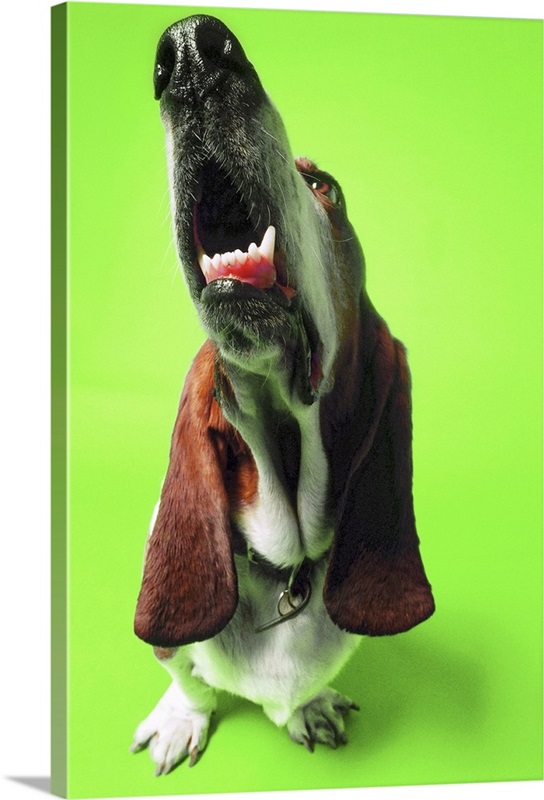 close-up of a basset hound looking up with its mouth open Wall Art ...