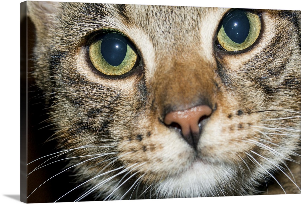 Closely cropped image of the enquiring face of a tabby cat, with wide open, clear eyes, pink nose and closed mouth