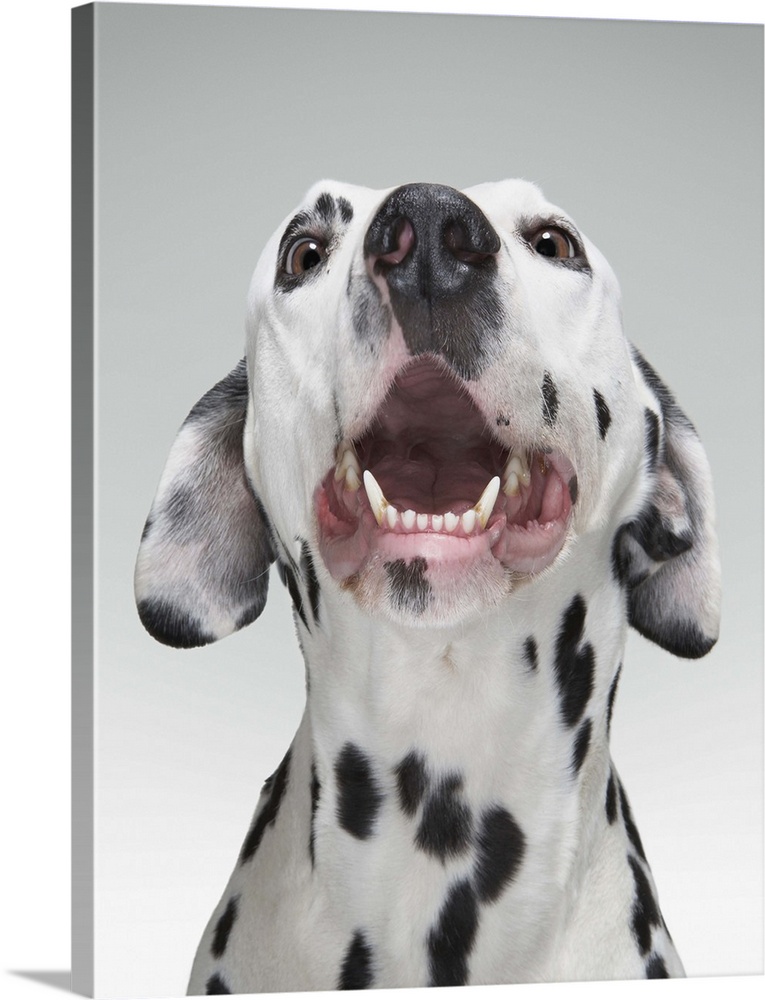 Close up of a Dalmatian dog
