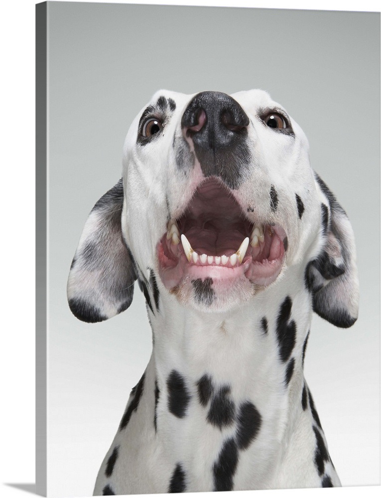 Close up of a Dalmatian dog Wall Art, Canvas Prints, Framed Prints