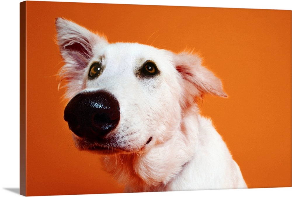 closeup of a dogs face Wall Art, Canvas Prints, Framed Prints, Wall