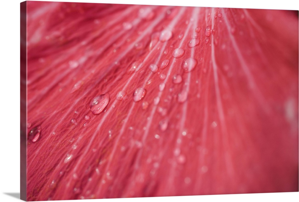 USA, Florida, close-up hibiscus petal with raindrops