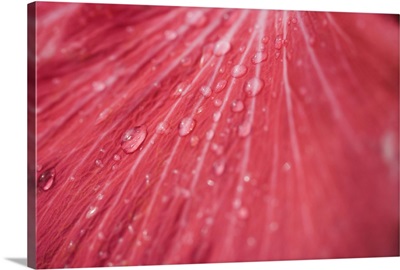 Close-up of a hibiscus petal with raindrops