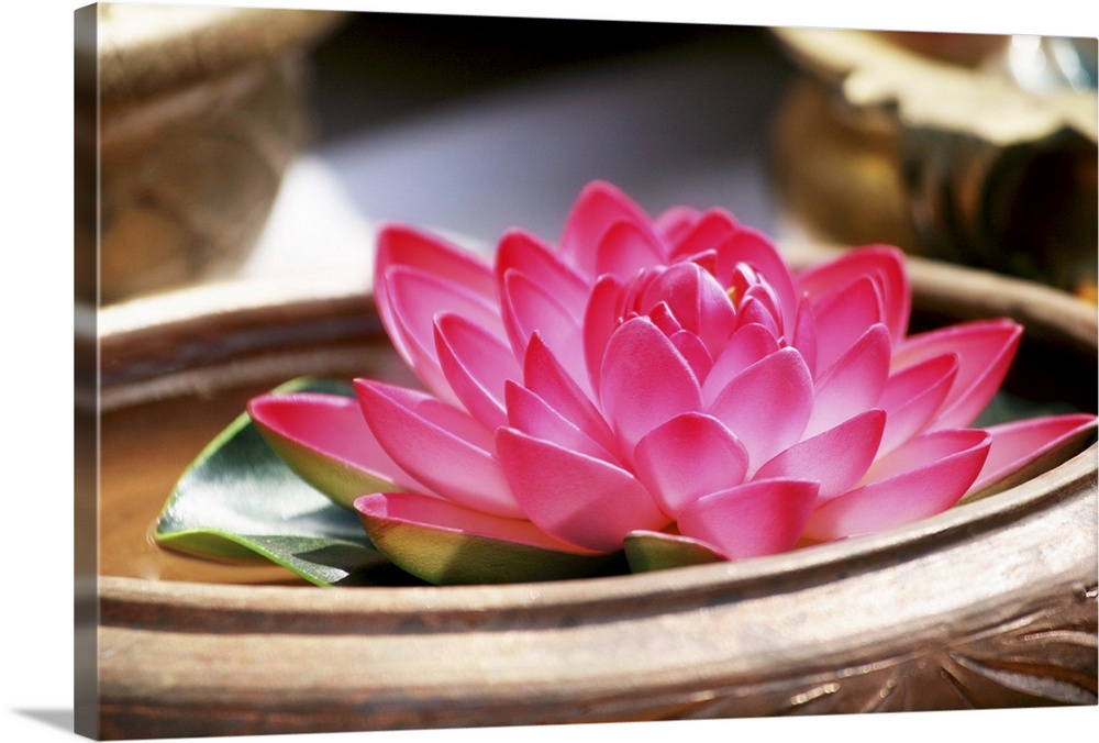 Close up of a lotus in basin