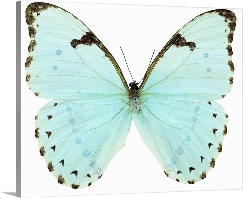 Close-up of a white butterfly Wall Art, Canvas Prints, Framed Prints