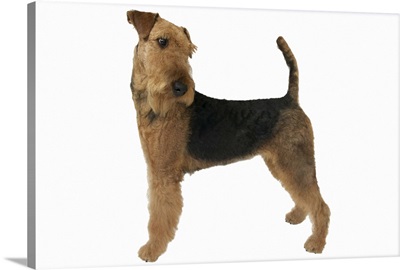 Close up of an airedale terrier