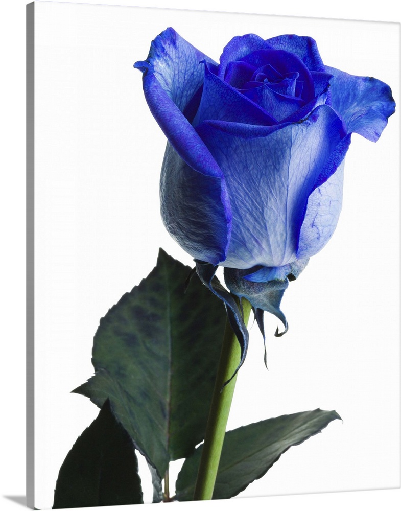 Close-up of blue rose Wall Art, Canvas Prints, Framed Prints, Wall Peels |  Great Big Canvas