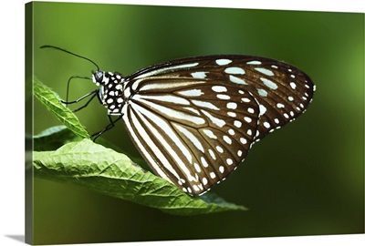 Close up of butterfly perched on leaf with green background.