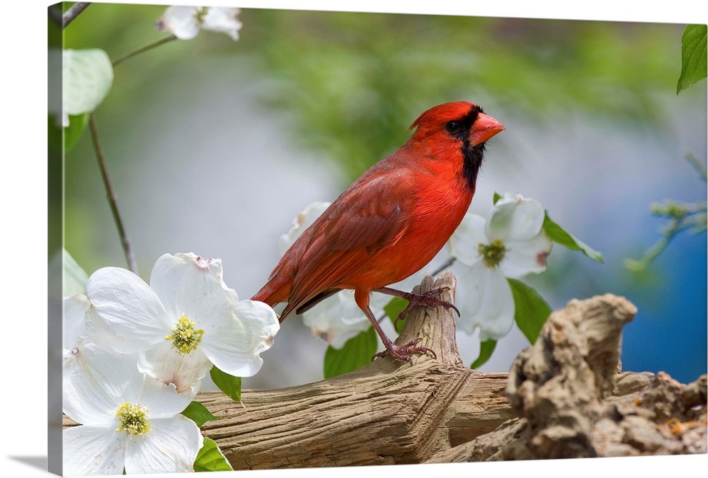 Close-Up Of Cardinal In Blooming Tree