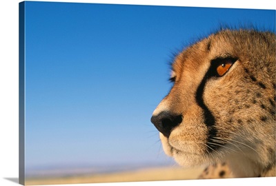 Close-Up Of Cheetah