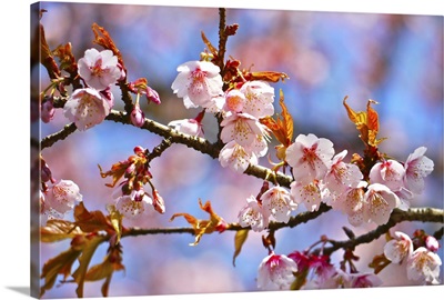 Close up of cherry blossom, with bokeh background.