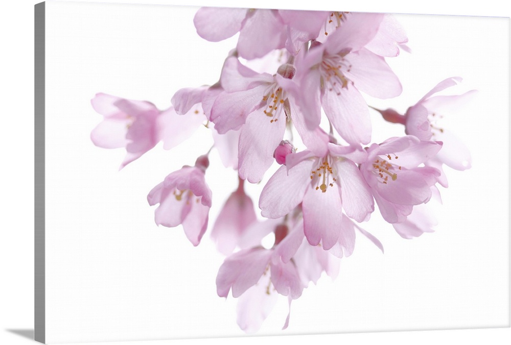 A cherry blossom branch hangs down and is photographed against a plain white background.