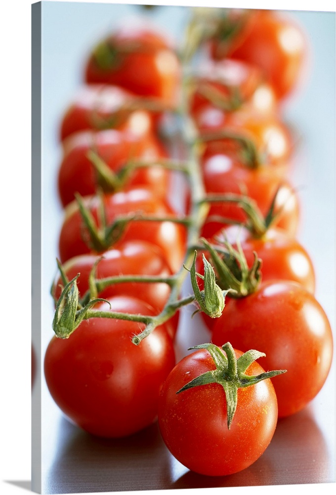 Big, vertical, close up photograph of two rows of cherry tomatoes on the vine, those in the foreground being the main focus.