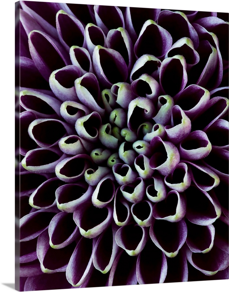 Close-Up Of Chrysanthemum Flower