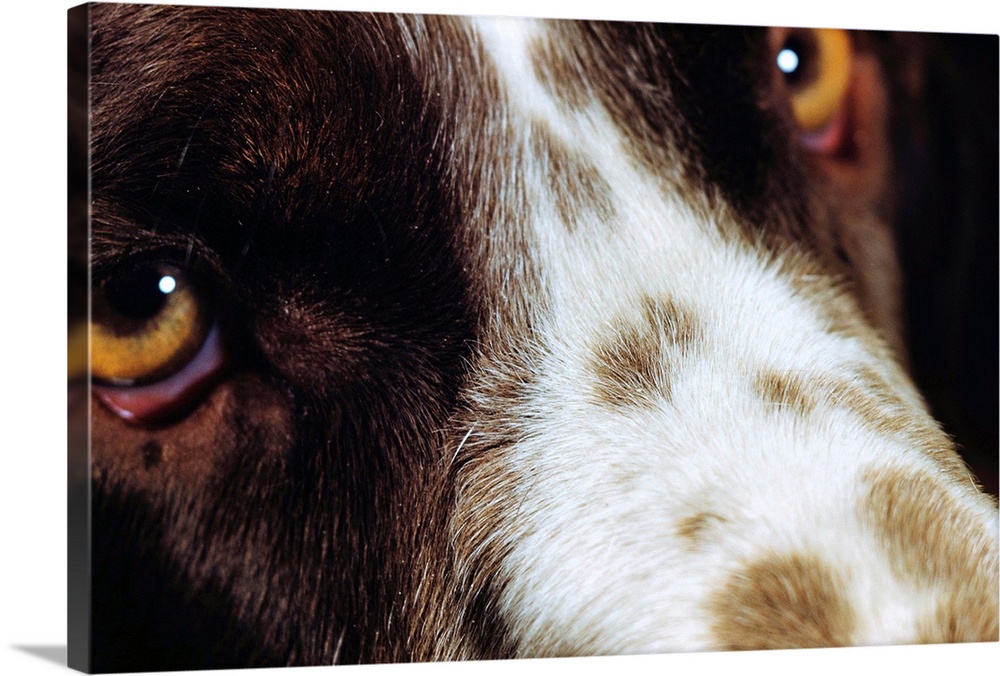 Close-Up Of Dog