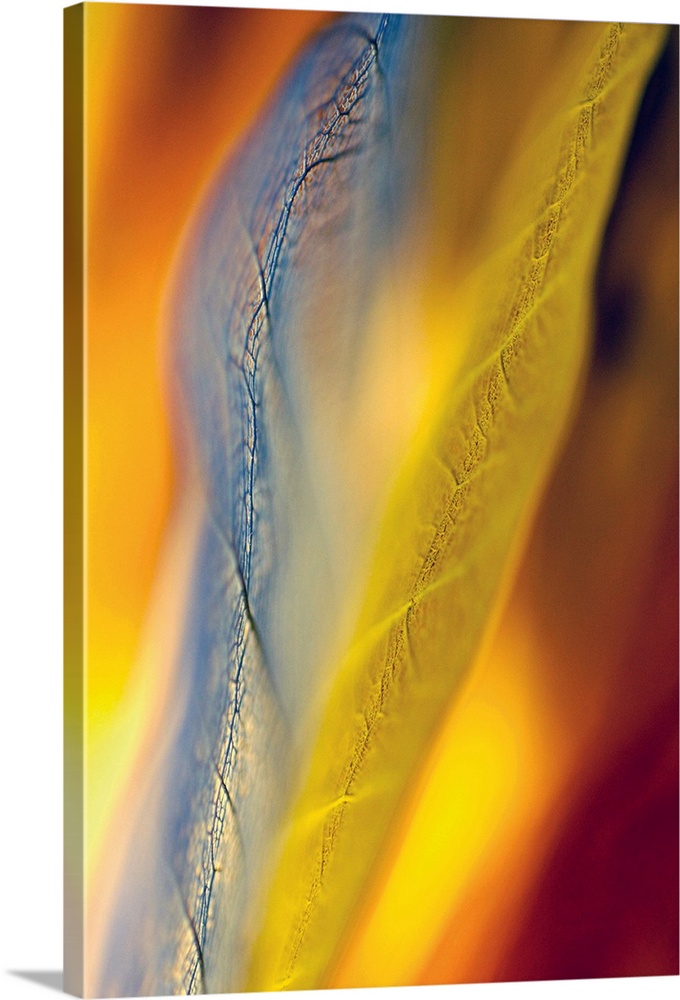 Up-close photograph of leaf details.
