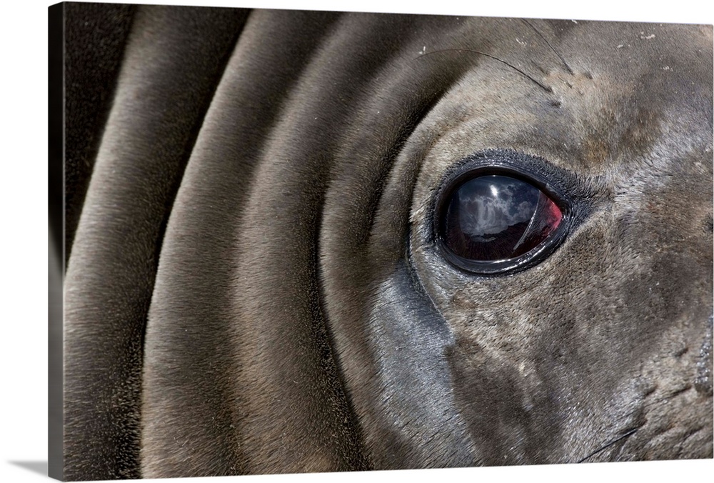 Close-up portrait of Elephant Seal (Mirounga leonina) resting on gravel beach on Prion Island.