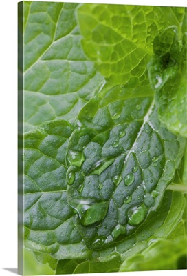Close-up of fresh mint, full frame