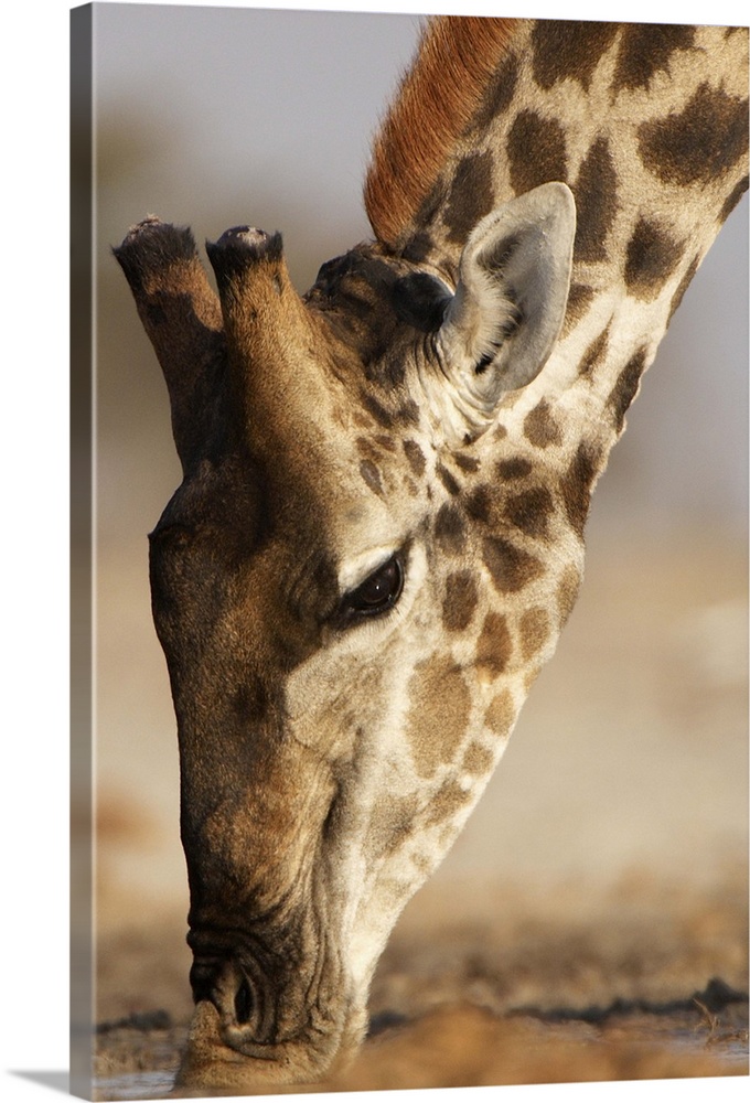 Close up of Giraffe (Giraffa camelopardalis) drinking at waterhole. Etosha National Park, Namibia.