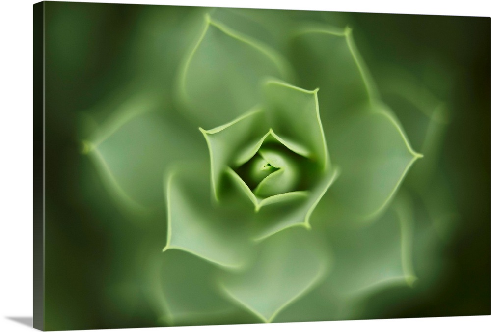 Close up of green Euphorbia