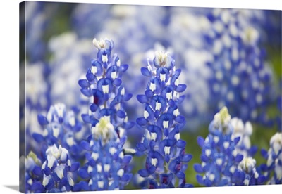 Close up of group of Texas Bluebonnets (Lupinus texensis), Texas, USA, North America
