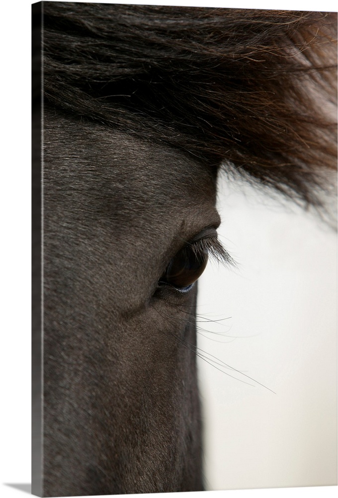 Close-up of  horse eye and hair