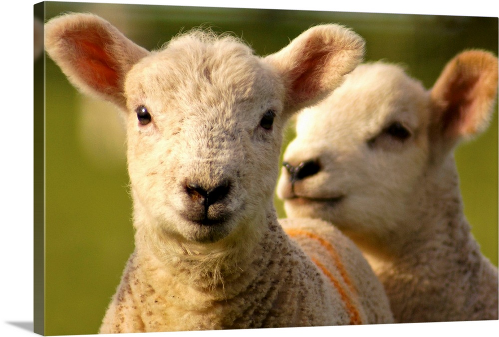 Close up of lambs in field.