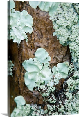 Close-up of lichen growing on the trunk of a tree.