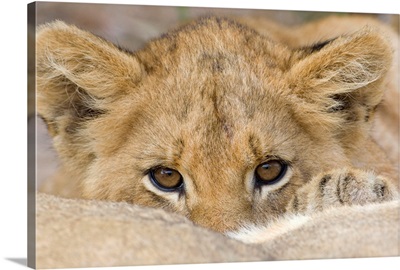 Close up of lion cub's face