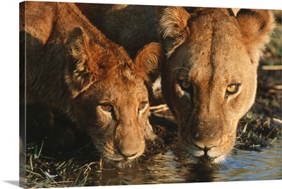 Close up of Lioness and cub drinking. Moremi Wildlife Reserve, Botswana.