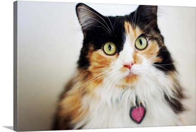 Close-up of long haired calico cat.