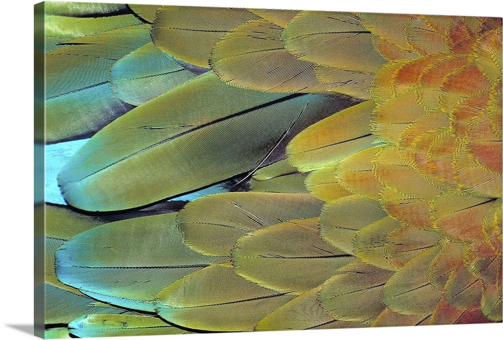 Close up of Macaw feathers