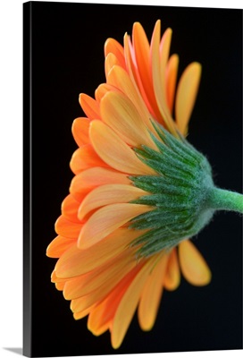Close-Up Of Orange Gerbera Daisy