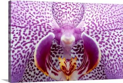 Close up of orchid flower