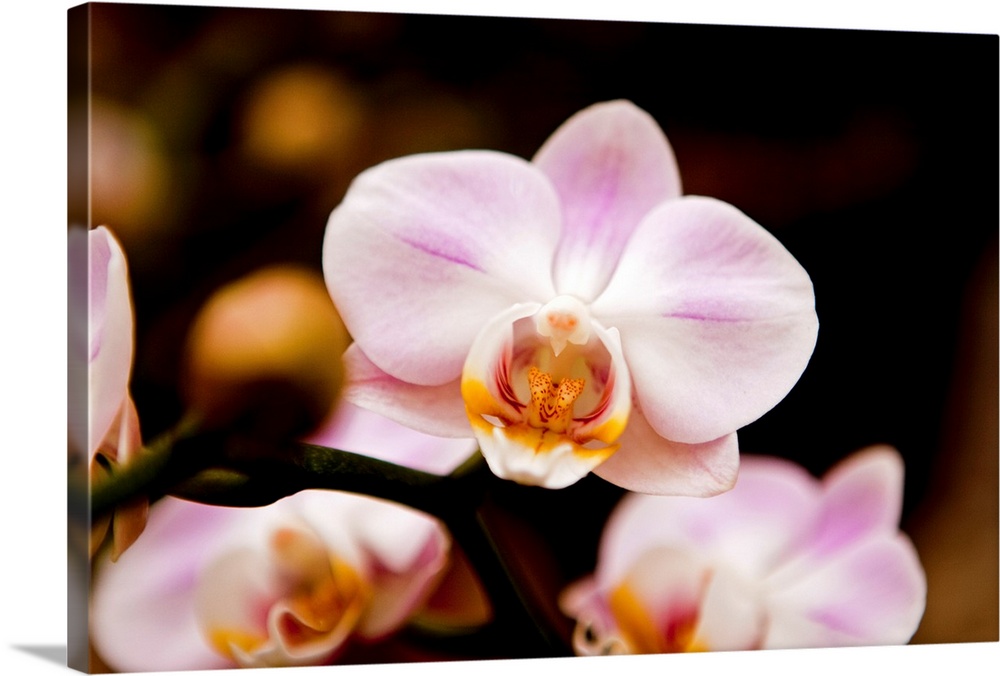 Close up of Orchid flower against dark background.