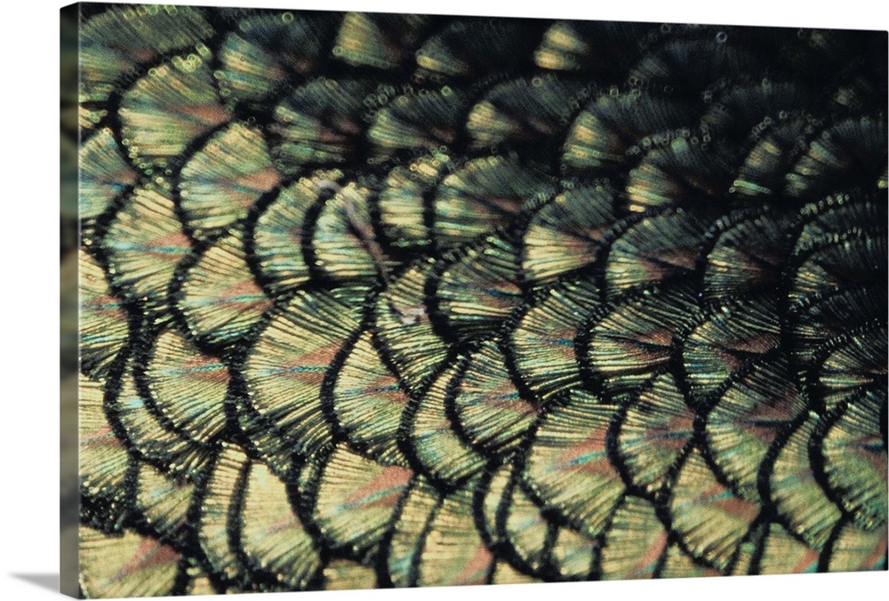 Close up of Peacock Feather