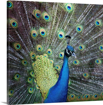 Close up of peacock showing its beautiful feather.