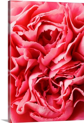 Close-Up Of Pink Carnation